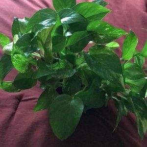 Meet your Posher, Marcy